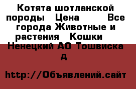 Котята шотланской породы › Цена ­ 40 - Все города Животные и растения » Кошки   . Ненецкий АО,Тошвиска д.